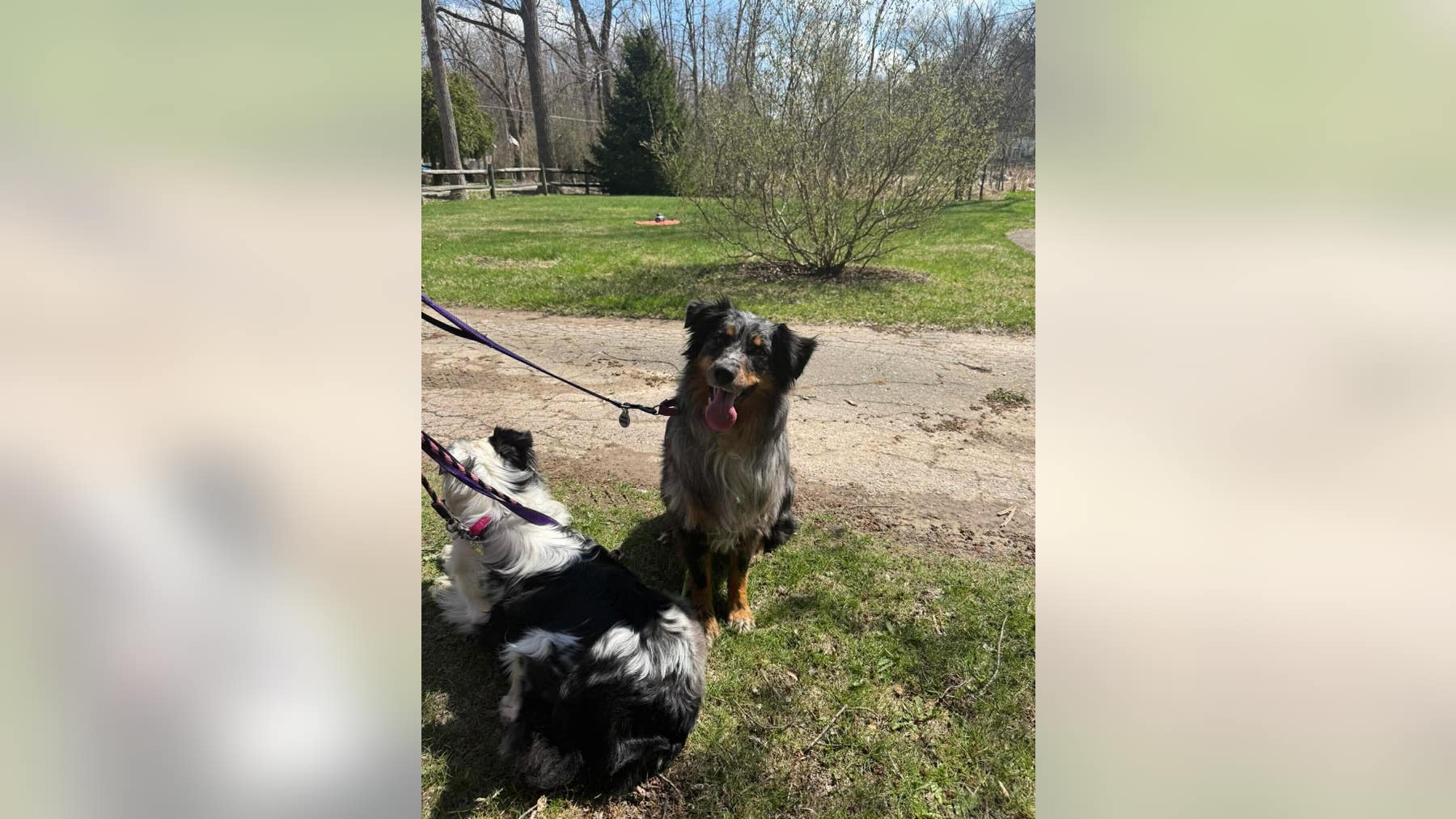 Missing dog shot by delivery driver in Livonia found alive as bullet bounced off skull