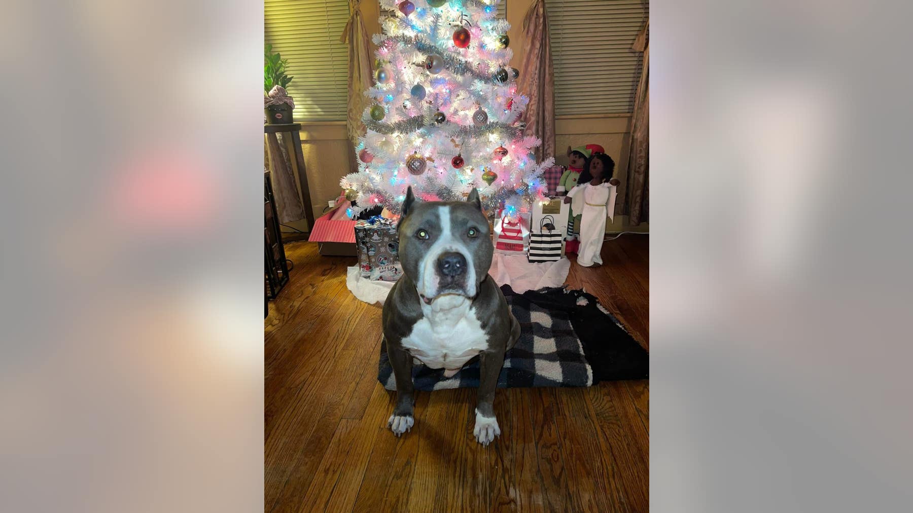 River Rouge delivery driver allegedly steals family dog, still nowhere to be found