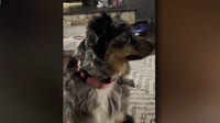 Missing Livonia dog that was shot found after community wide search