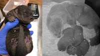 'Otterly Adorable': Detroit zoo welcomes three pups to otter enclosure