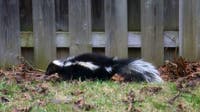 Rabid skunk bites Oakland County resident