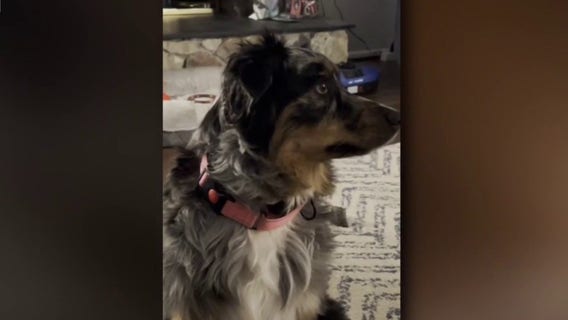 Missing Livonia dog that was shot found after community wide search