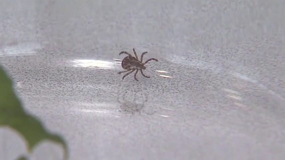 Michigan tick season begins as Lyme disease cases surge
