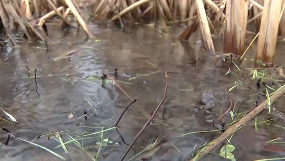 Experts say more mosquitoes in Michigan expected this spring