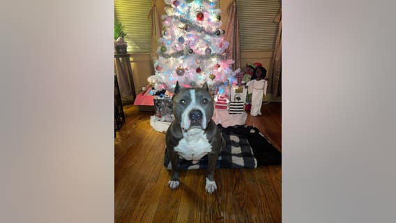 River Rouge delivery driver allegedly steals family dog, still nowhere to be found