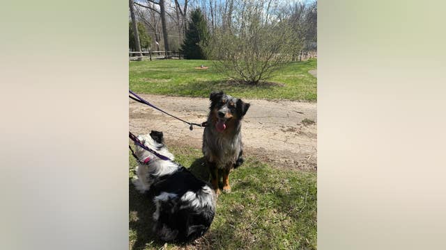 Missing dog shot by delivery driver in Livonia found alive as bullet bounced off skull