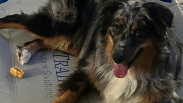 Livonia family dog goes missing after being shot by 'scared' delivery driver