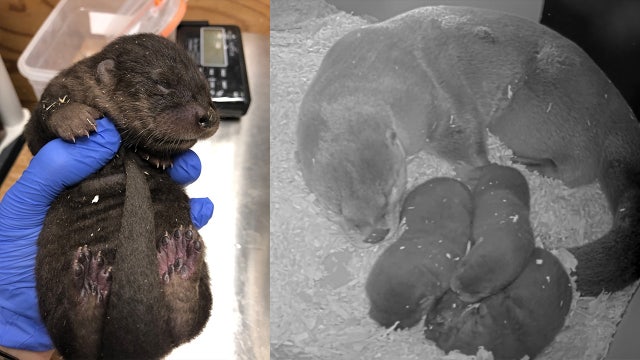 Detroit Zoo welcomes three baby otters to its family