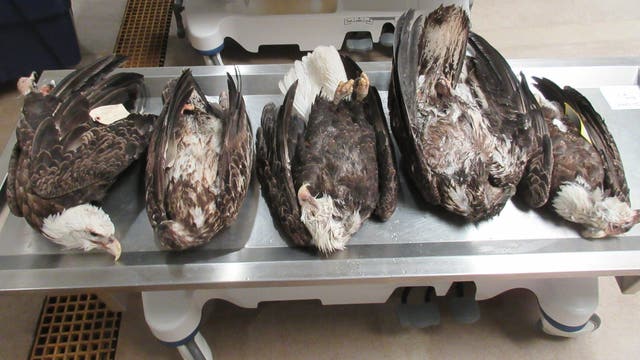 Dead Eagles: Michigan DNR investigating after possible poaching kills five birds