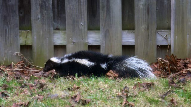 Rabid skunk bites Oakland County resident