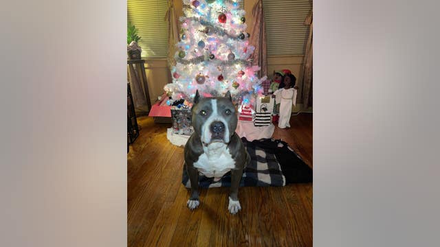 River Rouge delivery driver allegedly steals family dog, still nowhere to be found