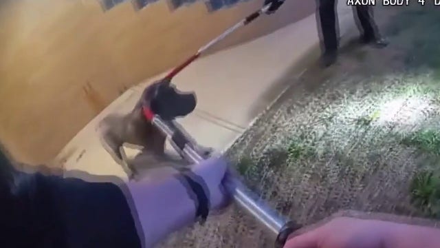 Plymouth Twp. dog mauling aftermath caught on police bodycam