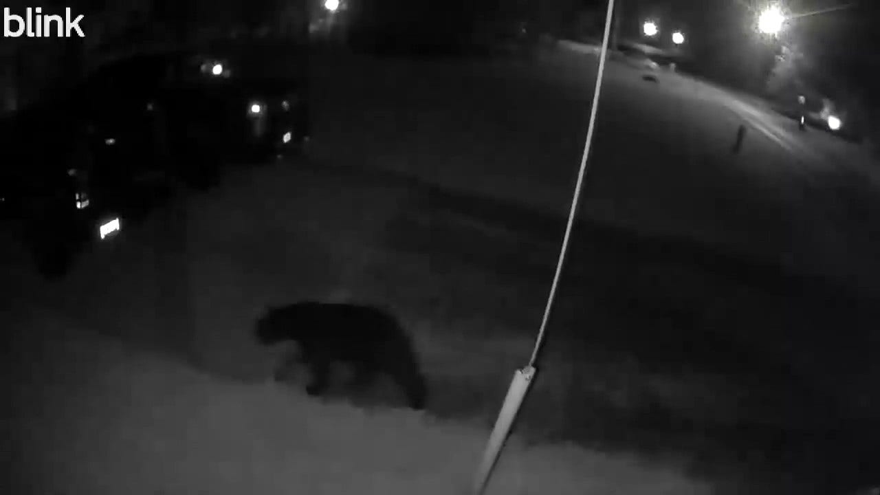 Black Bear spotted in Metro Detroit: Officials investigating Flat Rock sighting