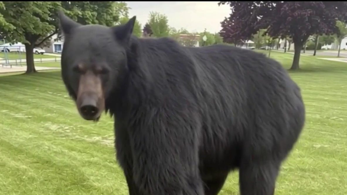 Southeast Michigan black bear: Officials on the hunt in Flat Rock area