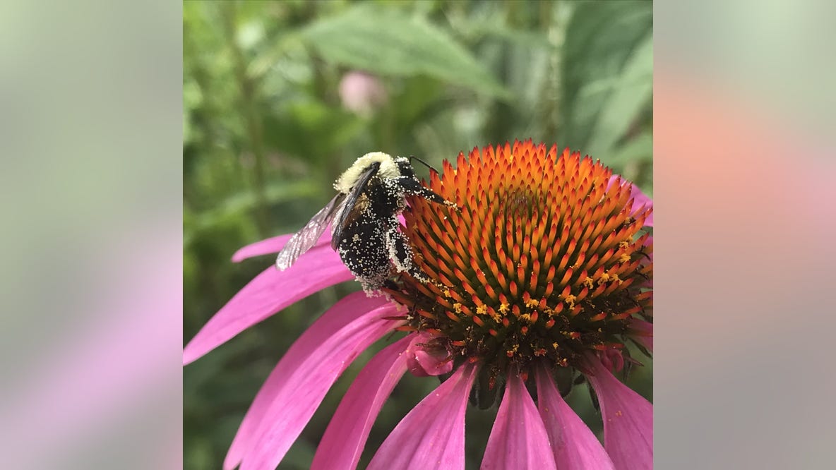 Put this in your garden: Michigan native plant guide
