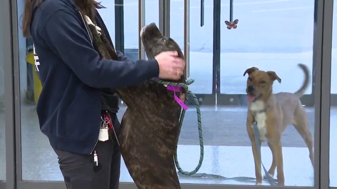 10th annual ‘Empty the Shelters’ event helps Metro Detroiters adopt for free