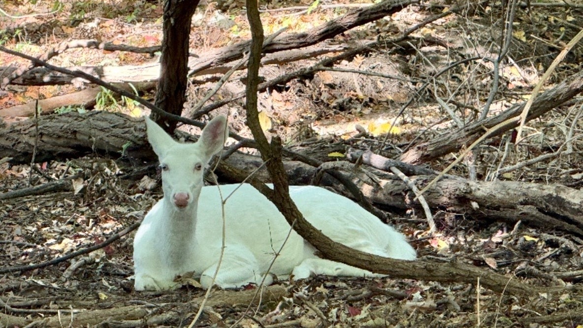 Beloved albino doe in Farmington Hills hit and killed by vehicle near 12 Mile