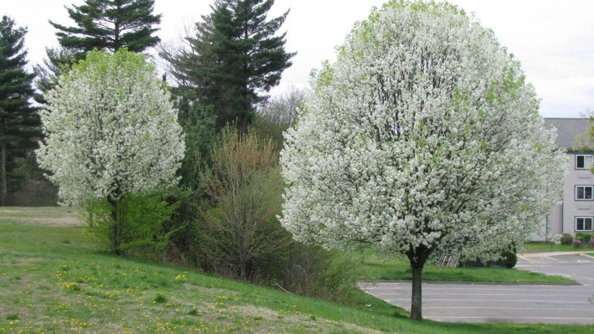 Michigan bans sale of foul-smelling tree, five other plants