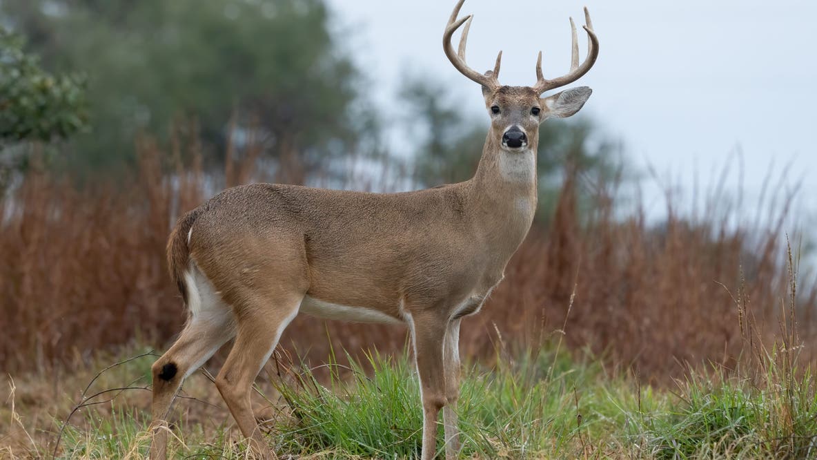 Michigan deer hunter's 'one buck rule' and other changes coming to firearm season