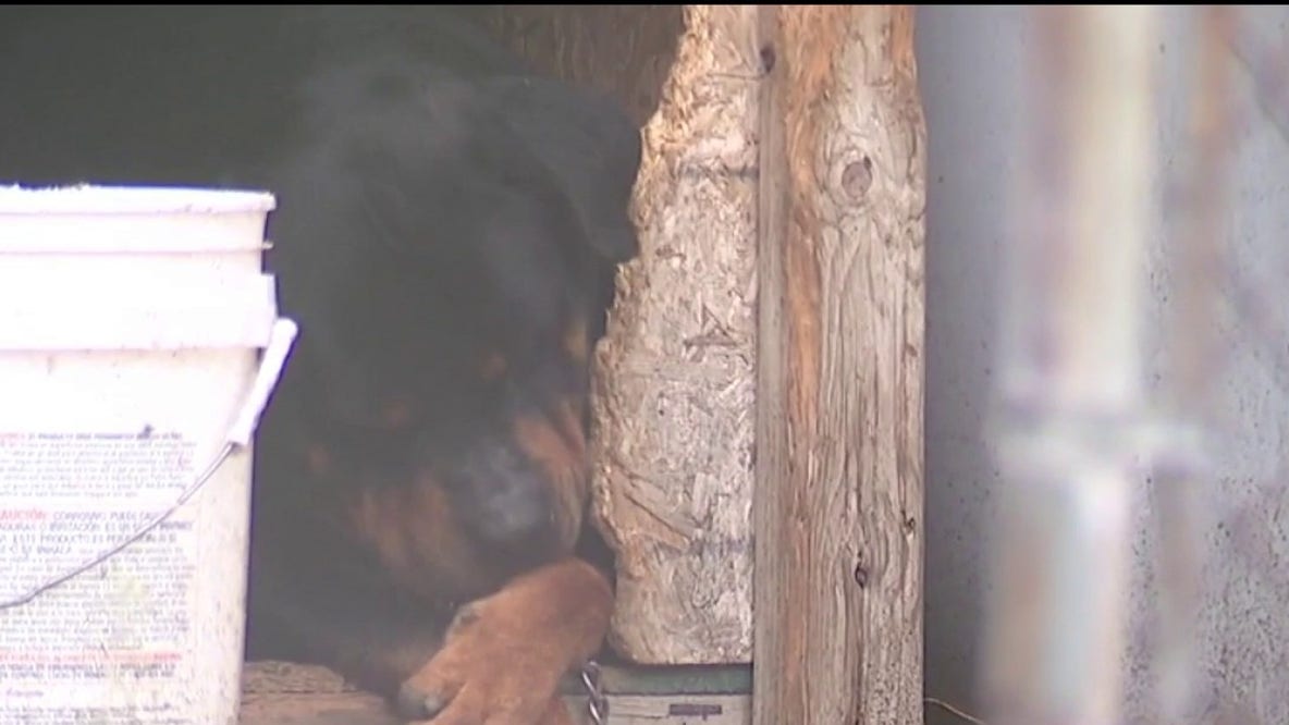 'It's heartbreaking': On patrol with animal control group The Karens
