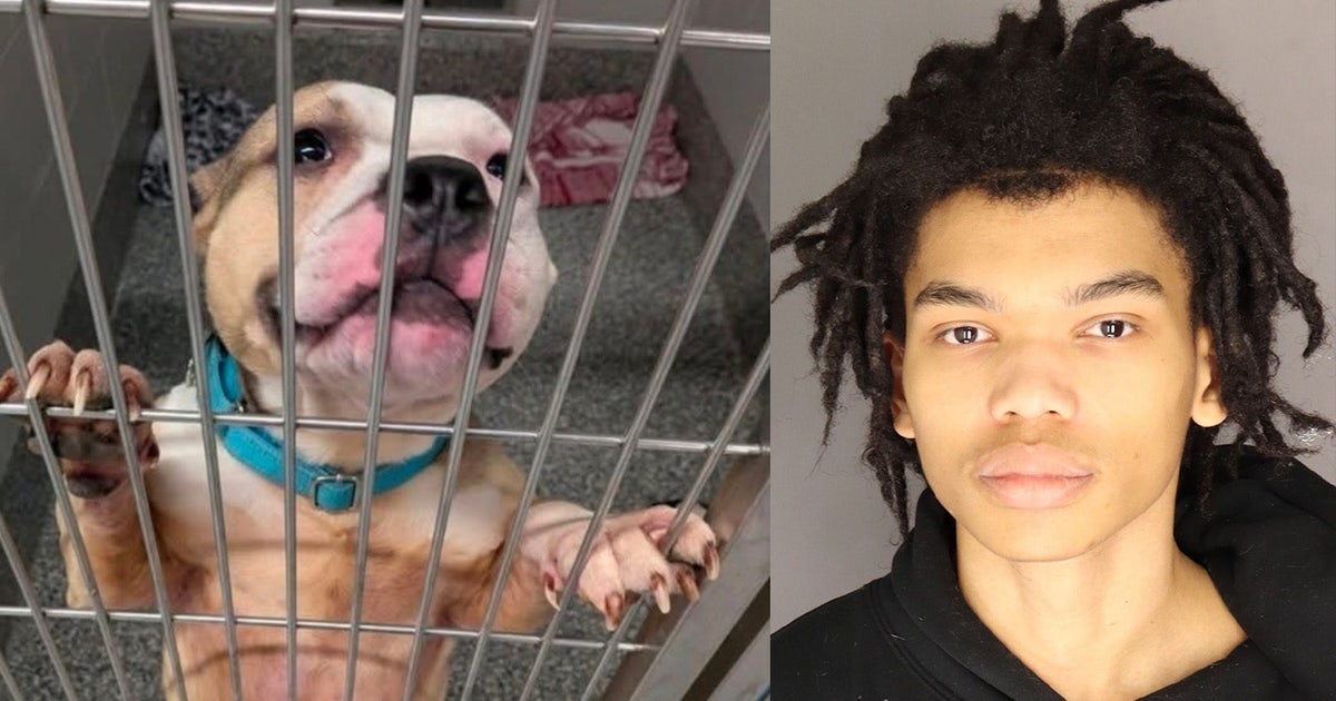 Dearborn 18-year-old charged in horrific animal abuse case