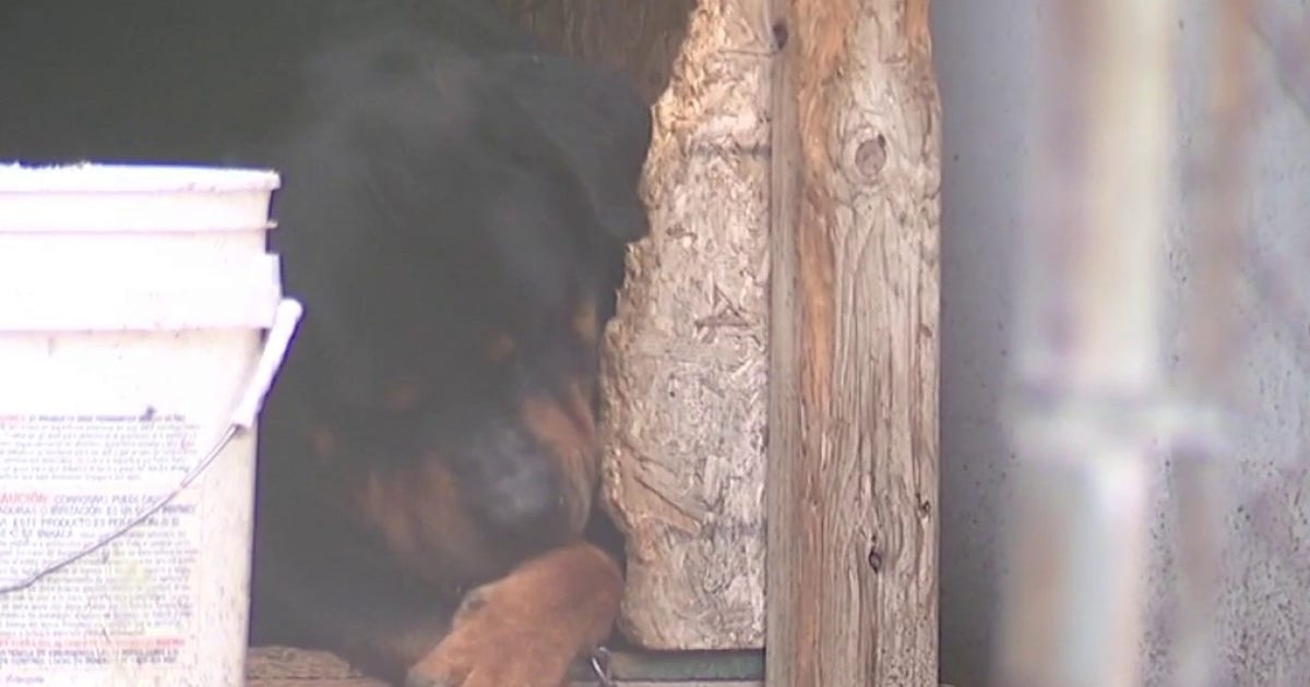 The Karens dog rescue team race against time for abused Rottweiler ...