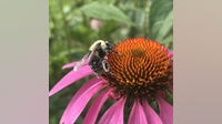 Put this in your garden: Michigan native plant guide