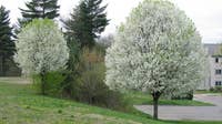 Michigan bans sale of foul-smelling tree, five other plants