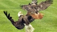 Red-tailed hawk attacks bald eagle over food in woman's yard
