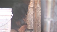 'It's heartbreaking': On patrol with animal control group The Karens