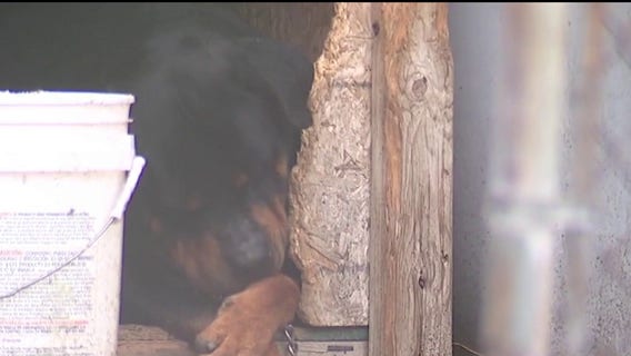The Karens dog rescue team race against time for abused Rottweiler