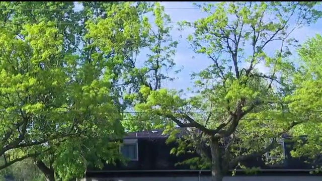 DTE responds to 'massacre' claims from Ann Arbor over tree trimming