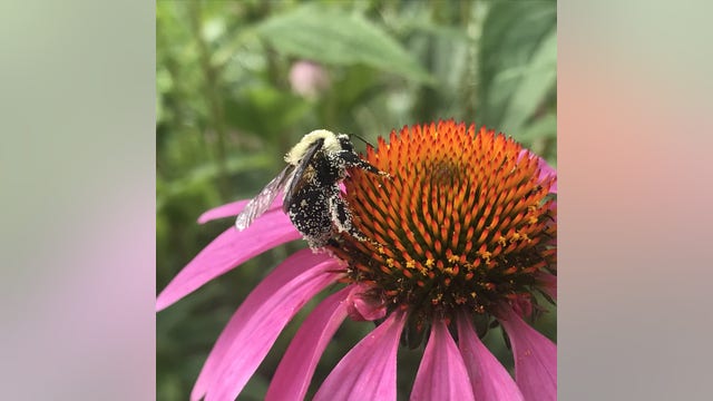 Michigan Native Plant Guide: What to add to a garden this spring and summer