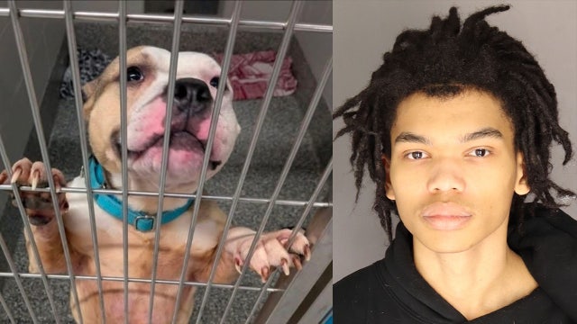 Dearborn 18-year-old charged in horrific animal abuse case