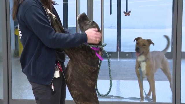 10th annual ‘Empty the Shelters’ event helps Metro Detroiters adopt for free