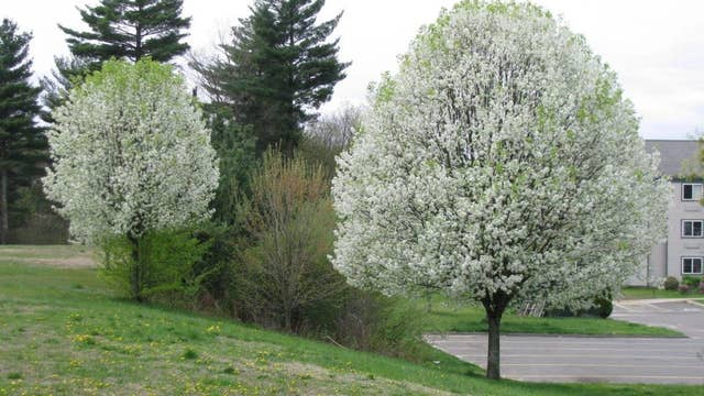 Michigan adds bradford pear, buckthorn, and other plants to invasive species list