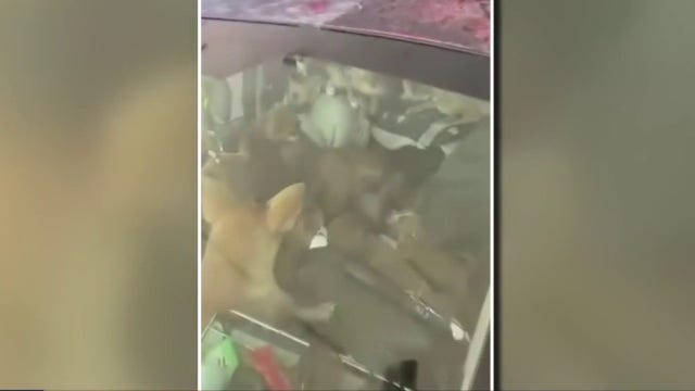 36 dogs in Lansing found living in a van with their owner