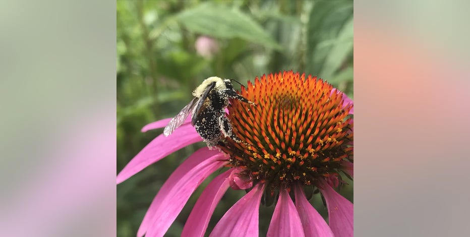 Michigan Native Plant Guide: What to add to a garden this spring and summer