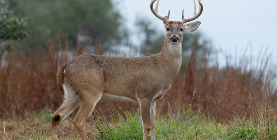 Michigan deer hunter's 'one buck rule' and other changes coming to firearm season