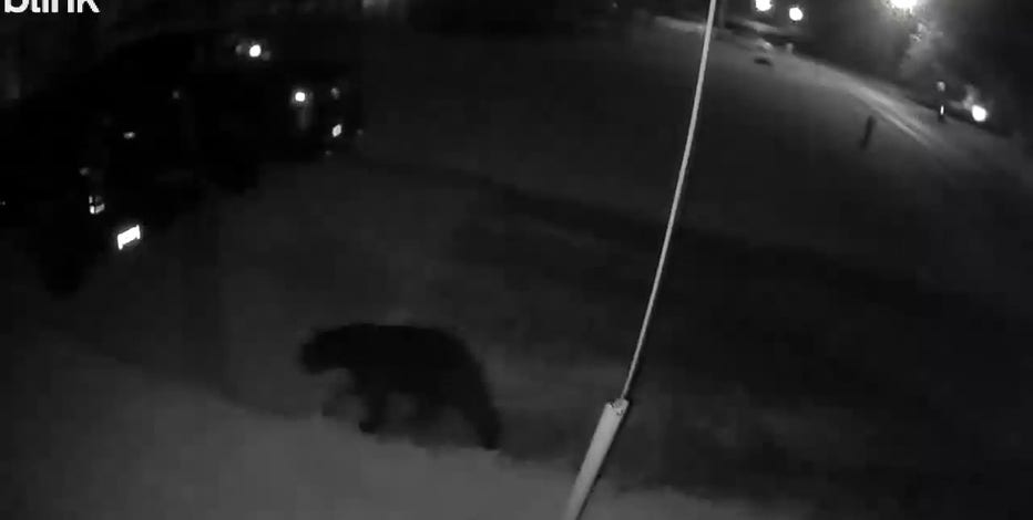 Black Bear spotted in Metro Detroit: Officials investigating Flat Rock sighting