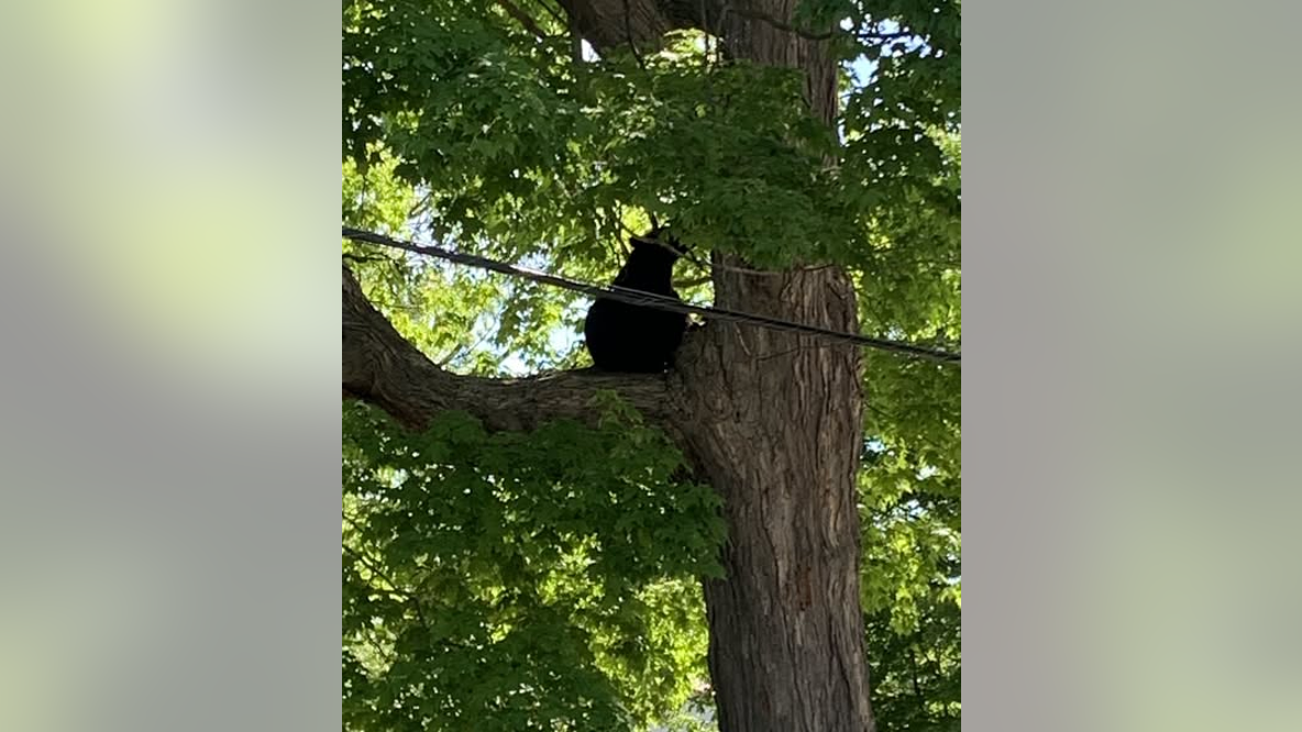 Black bear spotted in Michigan college town
