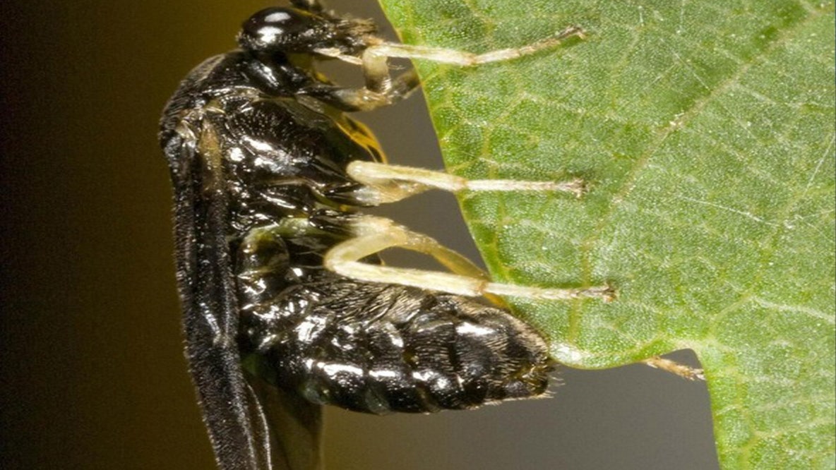 Invasive Elm Zigzag Sawfly found in Michigan