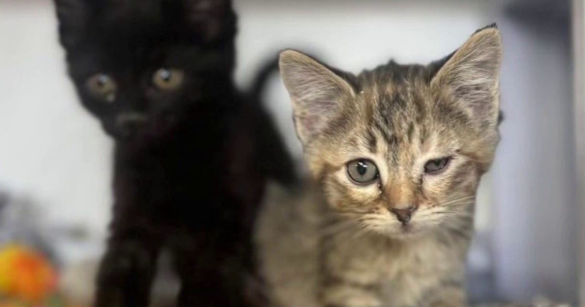 Over a hundred cats in Lapeer County found in hoarder house, many dead