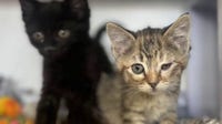 Over a hundred cats in Lapeer County found in hoarder house, many dead