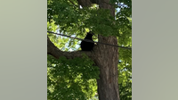 Black bear spotted in Michigan college town