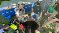 Bear safety tips: What to do after black bear sightings in southern Michigan