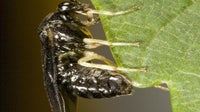 Invasive Elm Zigzag Sawfly found in Michigan