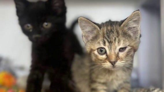 Over a hundred cats in Lapeer County found in hoarder house, many dead