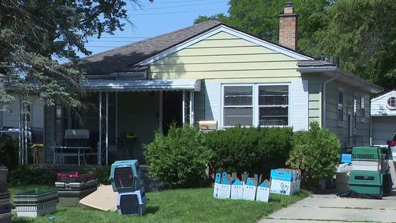 Redford Township home found filled with 20 feral cats living in deplorable conditions
