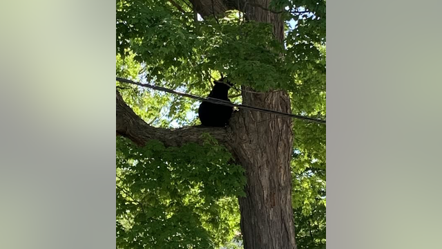 Another Michigan black bear sighting - this time in a Mt. Pleasant tree